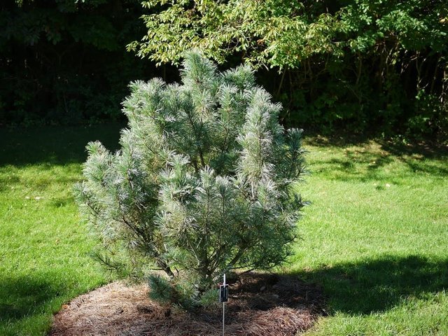 pinus-pumila.jpg