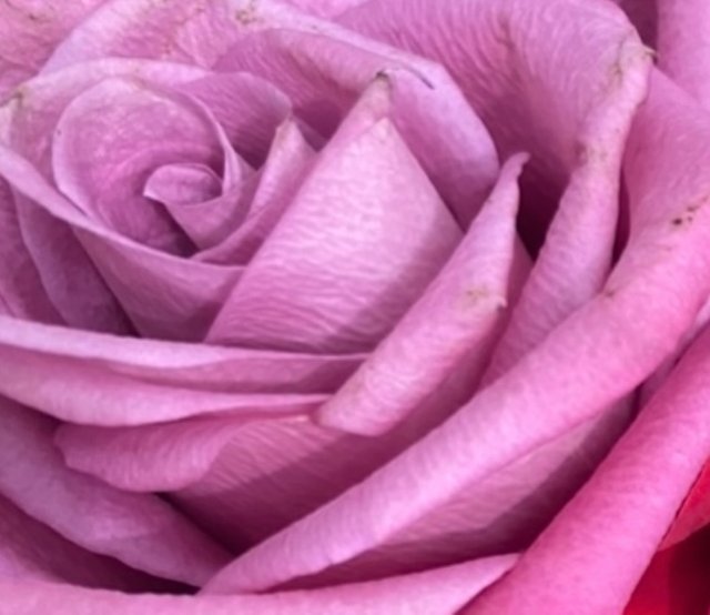 IMG_4515.jpeg