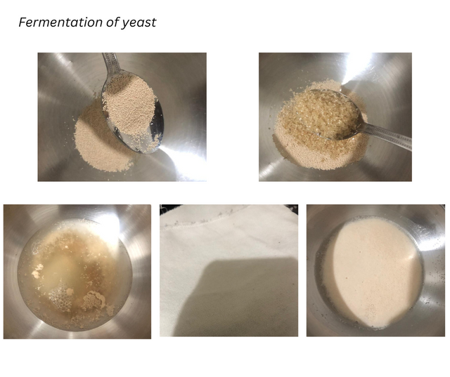 Fermentation of yeast.png