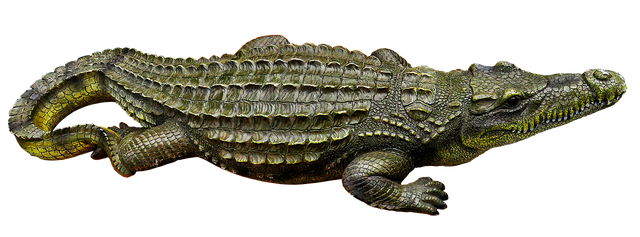 crocodile-3128684_1280.png