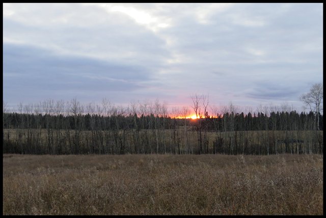 sun ablaze as it set in the spruce trees lovely cloud formation above.JPG