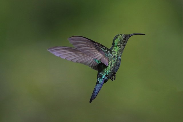 hummingbird-7881046_1280.jpg