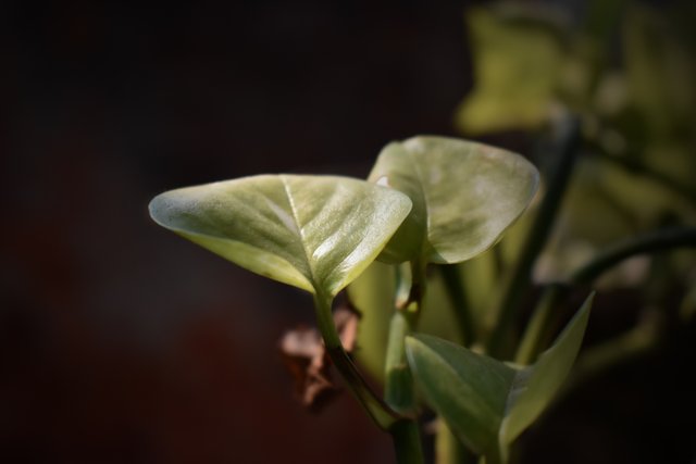 money plant leaf.jpg