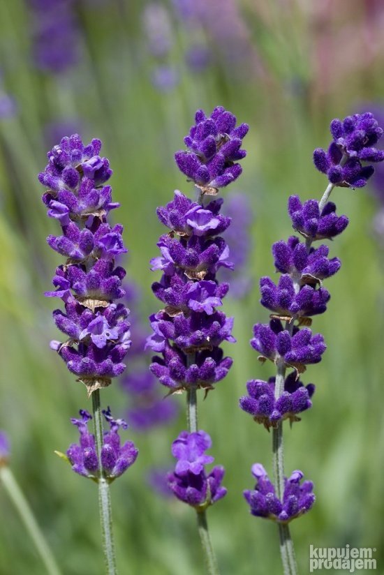 Lavanda 003.jpg