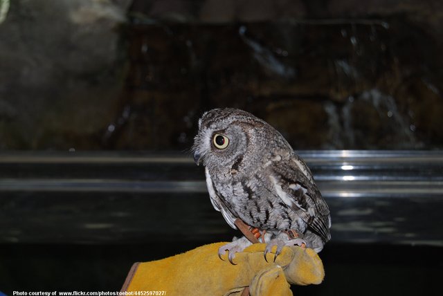 TinyOwl-001-110418.jpg