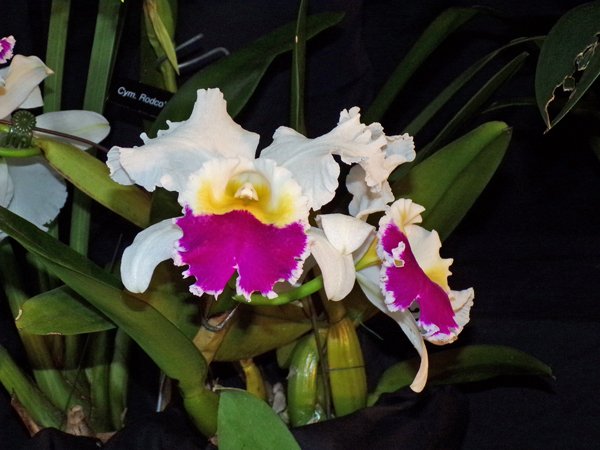 Orchid Show5 crop February 2020.jpg