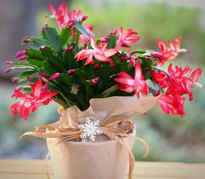 x_mas_cactus_premium_red_2021__15747.jpg