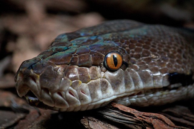 snake-4773742_1280.jpg