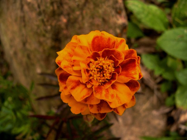 Marigold Tangete (2).jpg