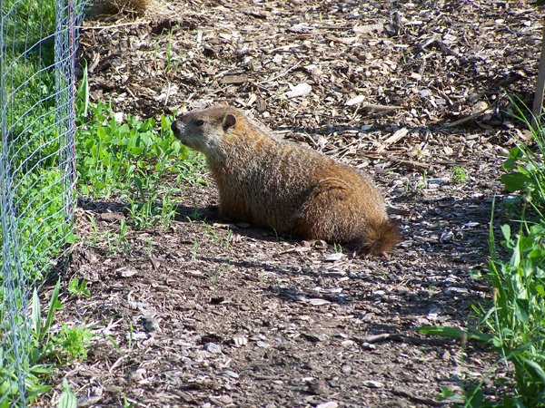 Woodchuck in New Herb crop June 2019.jpg