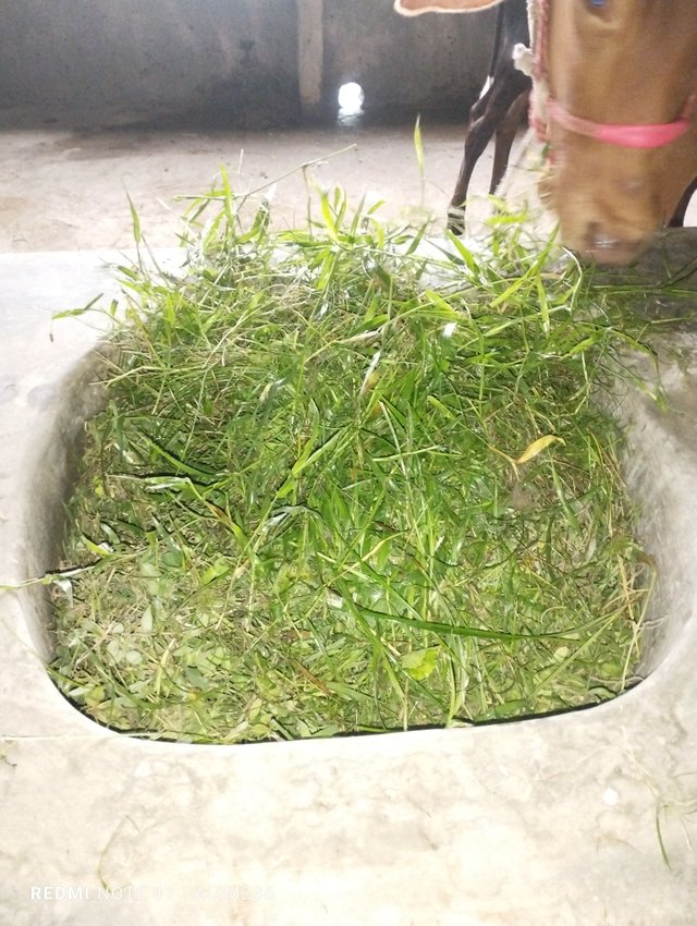 IMG_20250807_073030.jpg