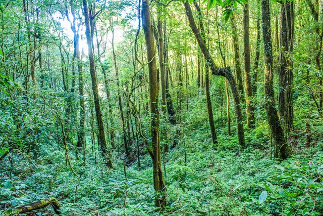 environment-forest-jungle-904790.jpg
