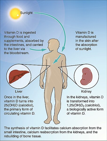 614_Synthesis_of_Vitamin_D.jpg