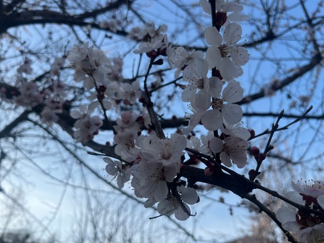 IMG_2967.jpeg