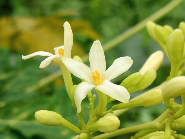 পেপে (2).jpg