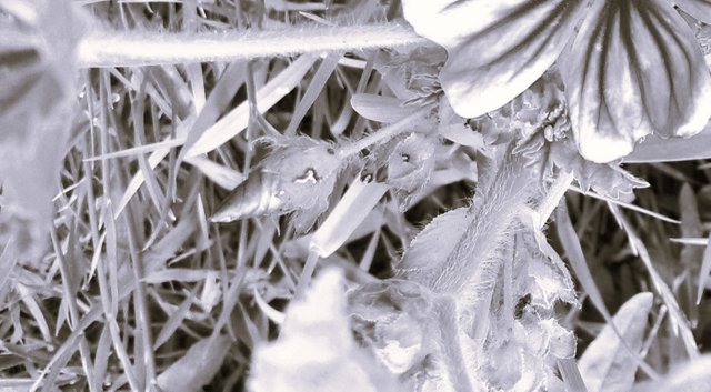 Flower Photography B&W Hairy Cone Purple Unk Flower Close-up May 28 2017.jpg