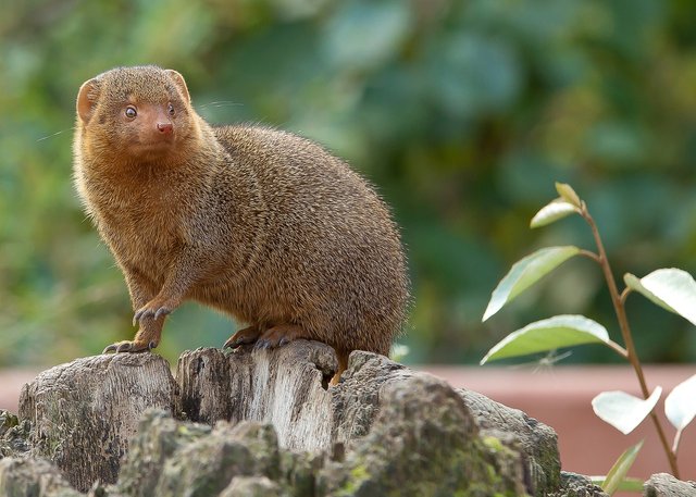 dwarf-mongoose-4491865_1280.jpg