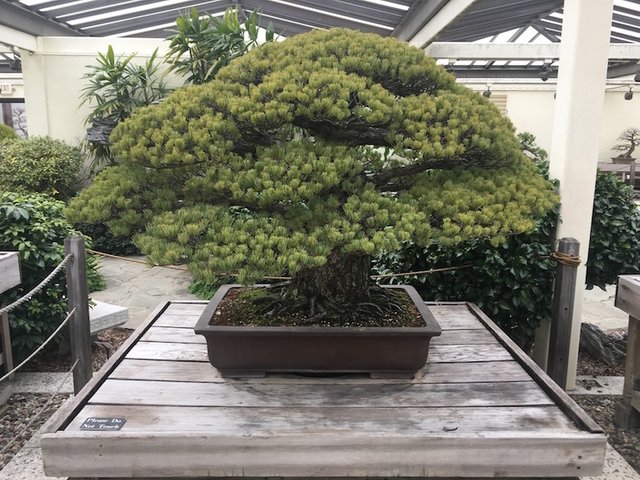 bonsai-hiroshima-nationa.jpg