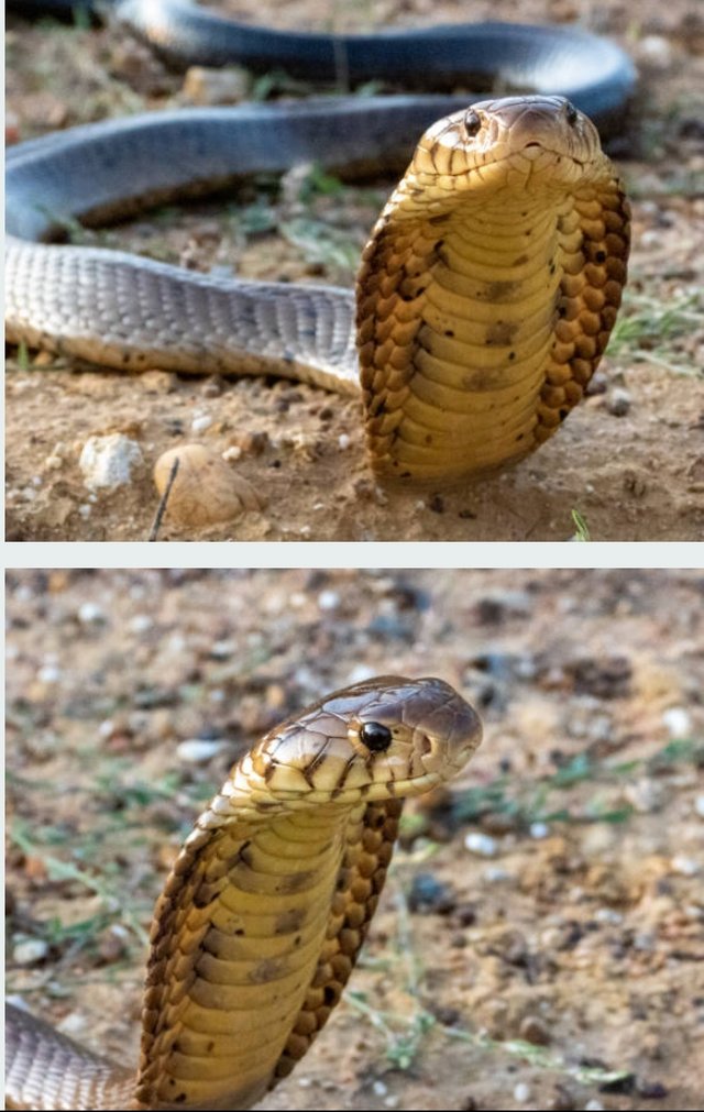 king Cobra Snake. (6).jpg