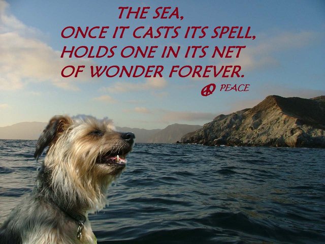 Foster's Wisdom The Sea.jpg