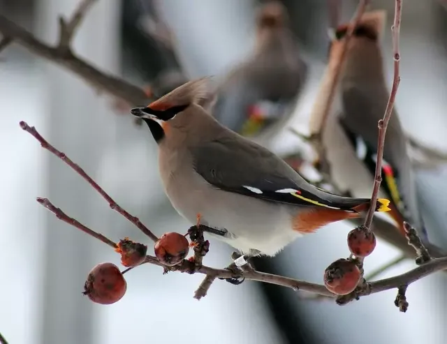 bohemian-waxwing.webp