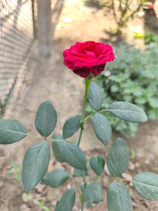 IMG_20250329_124129.jpg