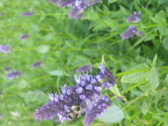 close up of bee on hyssop.JPG