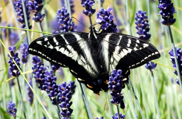 1058-Swallowtail.jpg