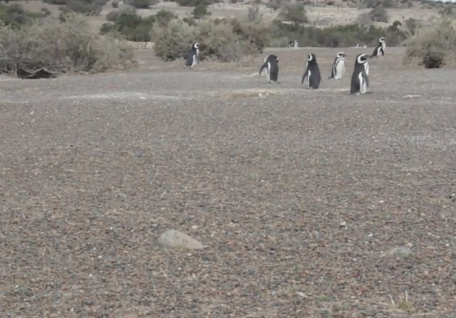 02.-Pingüinera de Punta Tombo-8.jpg