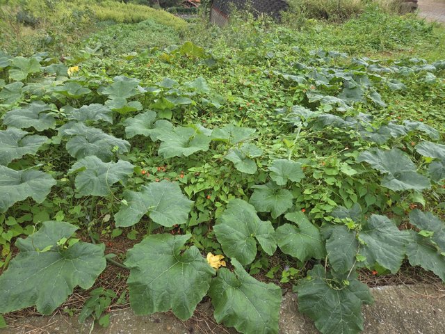 카카오스토리_2025_10_11 22_31_07.jpg