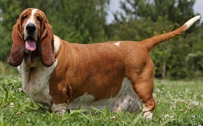 bassethoundsf5 (1).jpg