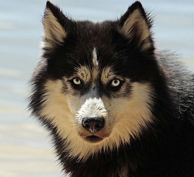 husky-3380548_640.jpg