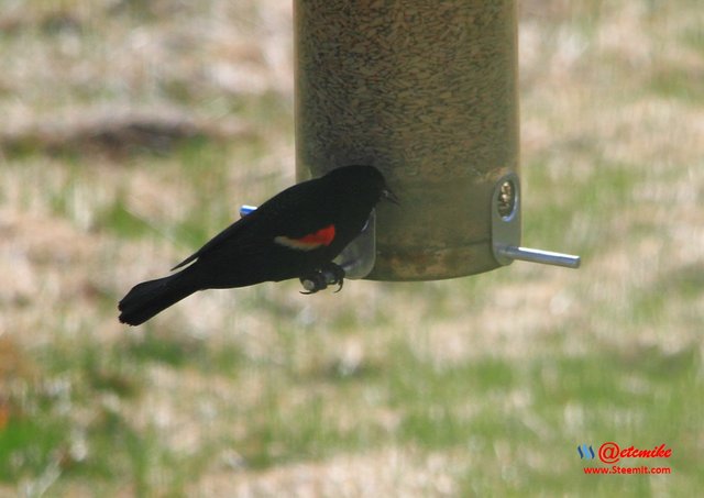 Red-Winged Blackbird IMG_0035.JPG