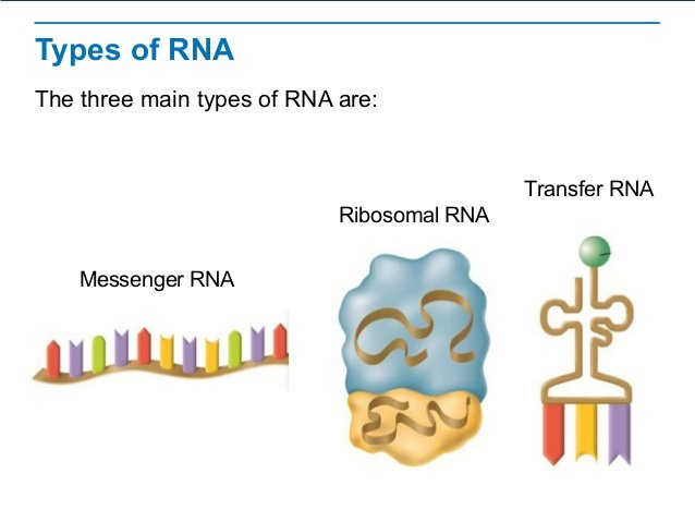 rna-proteinsynthesis-5-638.jpg