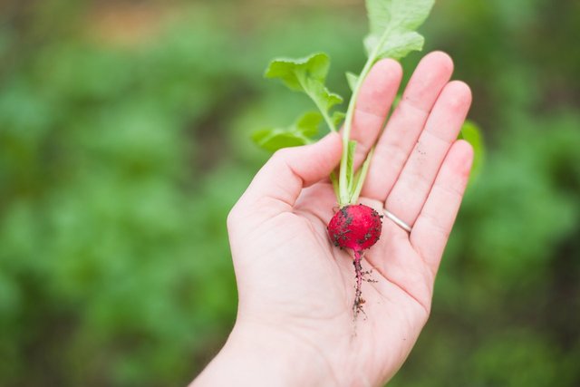 agriculture-1870017_1280.jpg