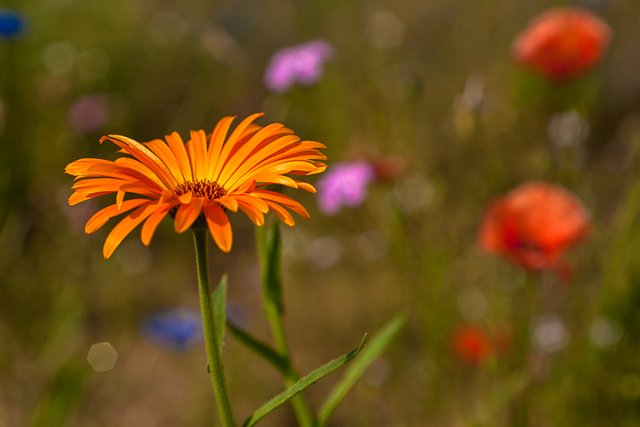 16-07-2018-marigold-04050.jpg