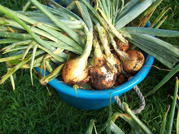 Storage onions - 3 big onions in tote crop Aug. 2018.jpg