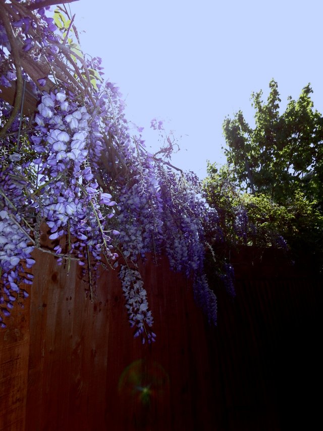 wisteria.jpg