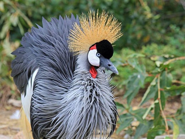 grulla_coronada_aves_zancudas_grullas_8f1ca3.jpeg