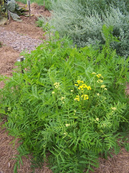 New Herb - Row 2, tansy crop Aug. 2018.jpg