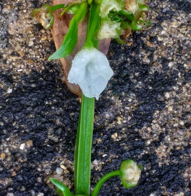 white flower5 (2).jpg