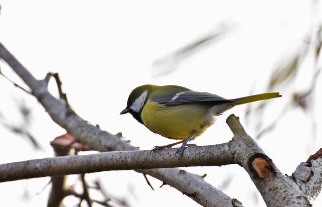 Great tit bushes 5.jpg