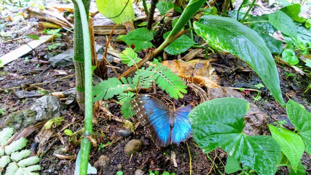 mariposa-morpho-azul-anabell-hilarski.jpg