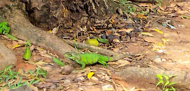 iguana1.png