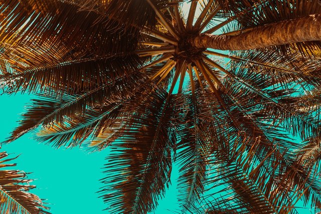 palm-trees-3619180_1280.jpg