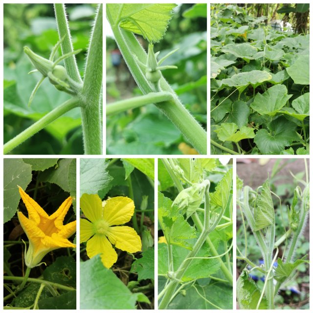 Collage_20250816_202054.jpg