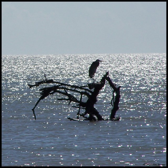 Blue Heron by the sea.jpg