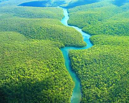 Amazon Rainforest South America_.jpg