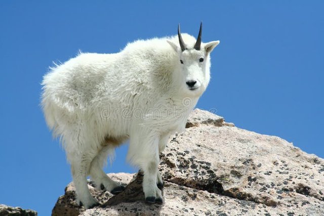 mountain-goat-against-clear-blue-sky-6745518.jpg