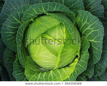 soft-focus-big-cabbage-garden-450w-364358369.jpg